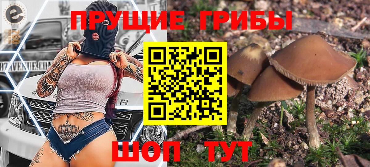 Псилоцибиновые грибы Cubensis Вольск
